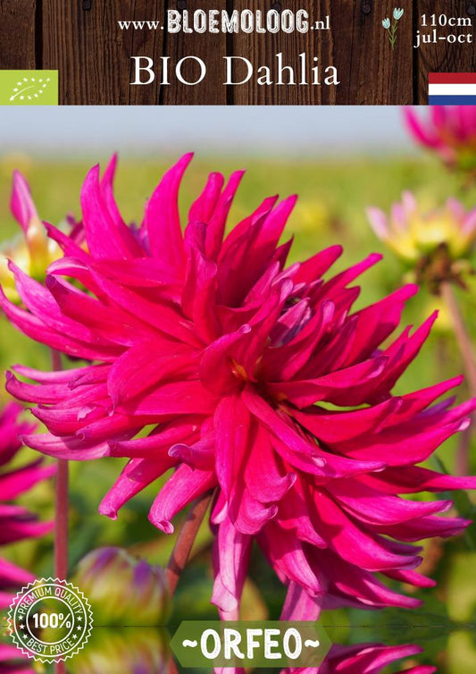 Bio Dahlia 'Orfeo' biologische fuchsia-kleurige cactus dahlia - Bloemoloog
