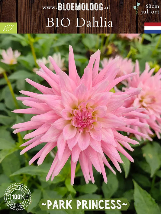 Bio Dahlia 'Park Princess' - Biologische roze cactusdahlia | Bloemoloog