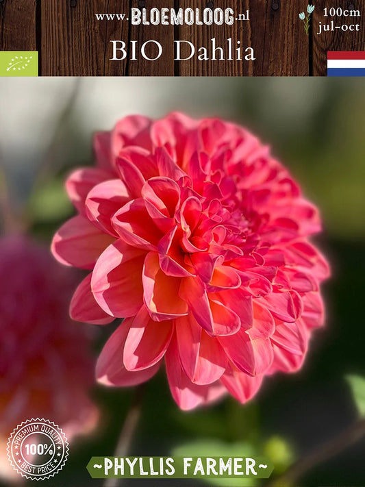 Bio Dahlia 'Phyllis Farmer' - Biologische roze waterlelie dahlia met gele gloed - Bloemoloog