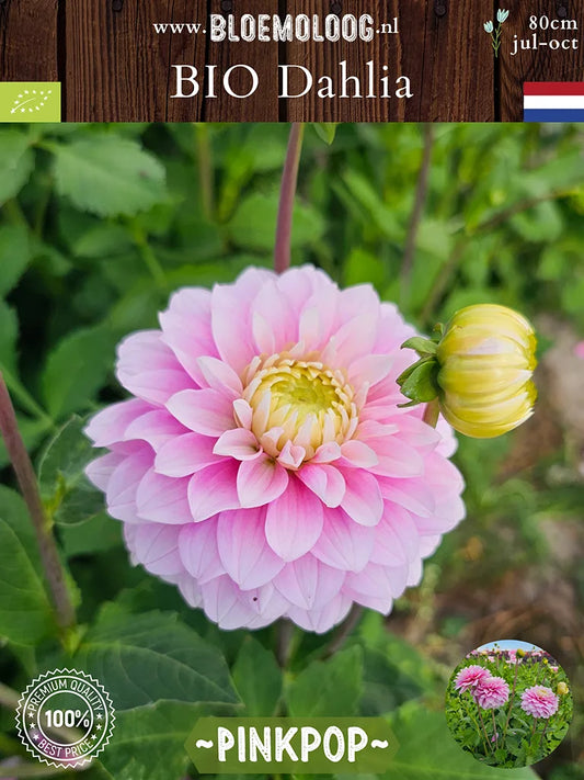 Bio Dahlia 'Pinkpop' - Biologische roze decoratieve dahlia | Bloemoloog