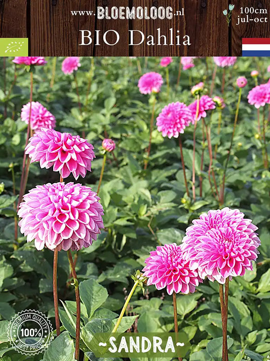 Bio Dahlia 'Sandra' - Biologische roze baldahlia biologische bloembollen | Bloemoloog