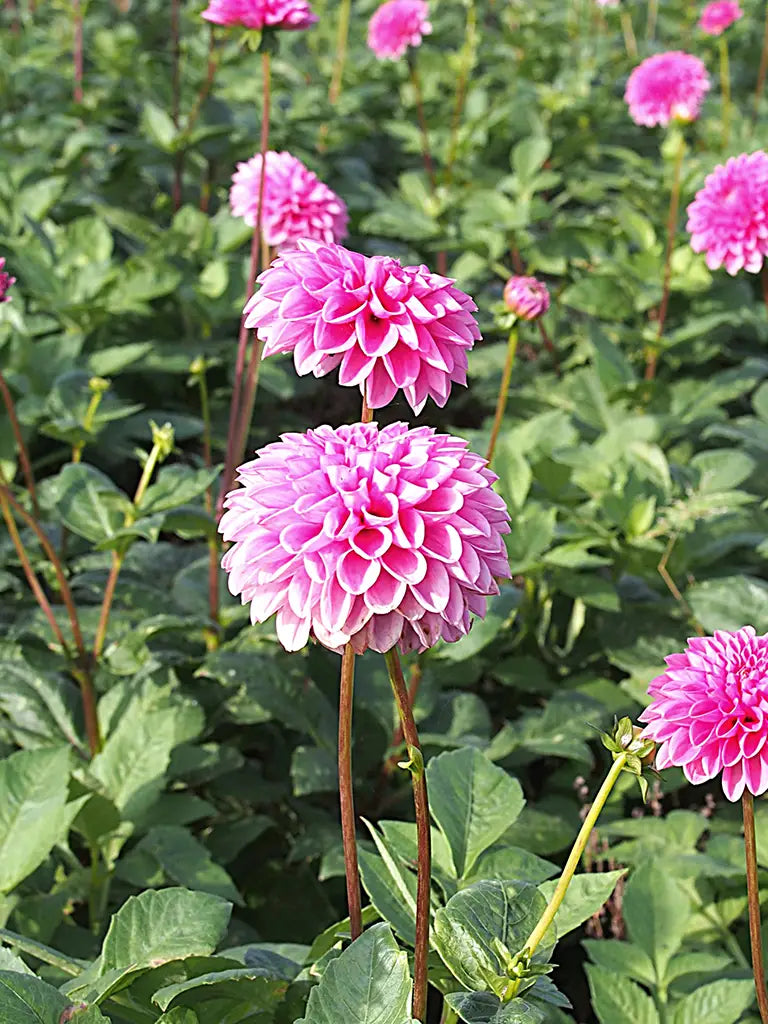 Bio Dahlia 'Sandra' - Biologische roze baldahlia biologische bloembollen | Bloemoloog