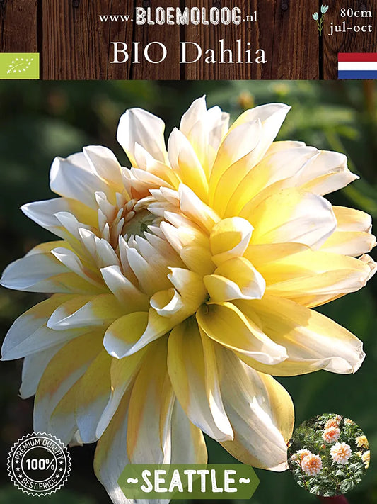 Bio Dahlia 'Seattle' - Biologische oranje/witte dinnerplate dahlia | Bloemoloog
