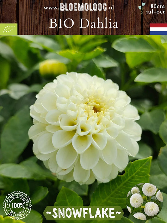 Bio Dahlia 'Snowflake' - gifvrije witte pompondahlia | Bloemoloog
