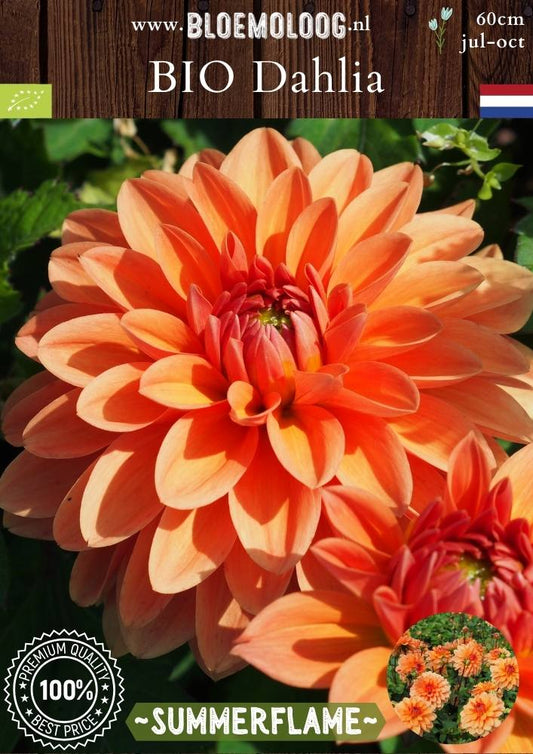 Bio Dahlia 'Summerflame' - oranje decorative dahlia | Bloemoloog.nl