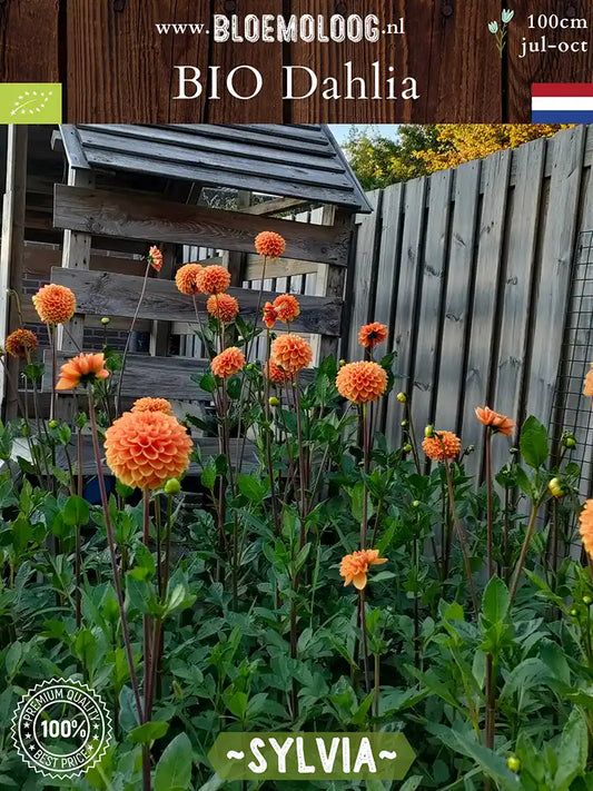 Bio Dahlia 'Sylvia' - Biologische oranje baldahlia | Bloemoloog
