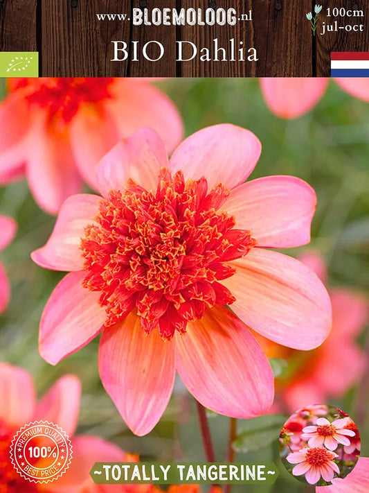 Bio Dahlia 'Totally Tangerine' - biologische licht-oranje anemoondahlia | Bloemoloog