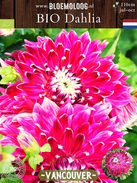 Bio Dahlia 'Vancouver' - Biologische paarse dinnerplate dahlia - Bloemoloog.nl