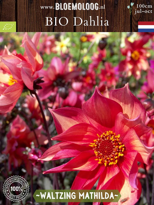 Bio Dahlia 'Waltzing Mathilda' Biologische enkelbloemige dahlia met donker blad | Bloemoloog