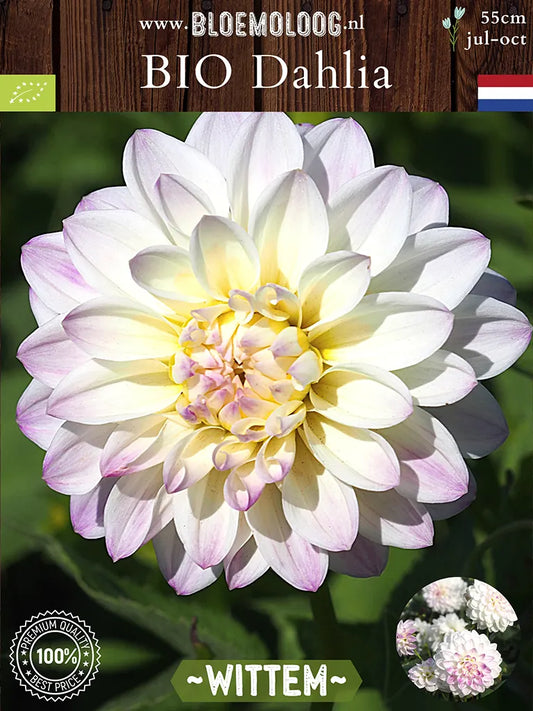 Bio Dahlia 'Wittem' - Biologische witte dahlia met roze accenten | Bloemoloog