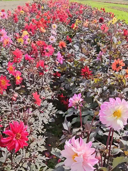 Bio Dahlia 'Zaailingen' mix donkerbladig - Biologische donkerbladige zaailingen kopen | Bloemoloog