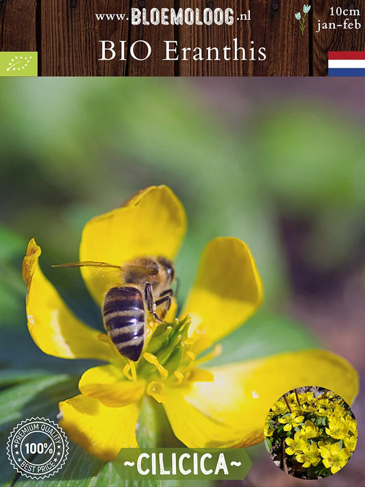 Bio Eranthis 'Cilicica' - Biologische gele fijngekraagde Winterakoniet geel biologische bloembollen | Bloemoloog