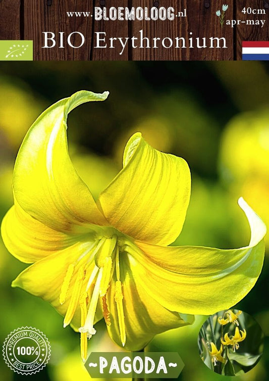 Bio Erythronium dens-canis 'Pagoda' biologische gele hondstand - Bloemoloog