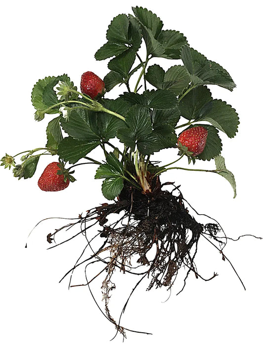Bio Fragaria ananassa ' Pendula' - biologische doordragende aardbeienplant | Bloemoloog