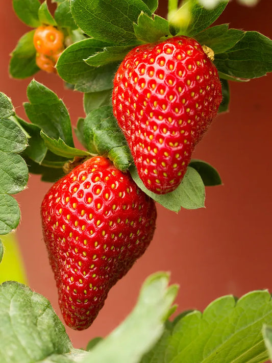 Bio Fragaria ananassa ' Elsanta' - biologische middelvroege aardbeienplant | Bloemoloog