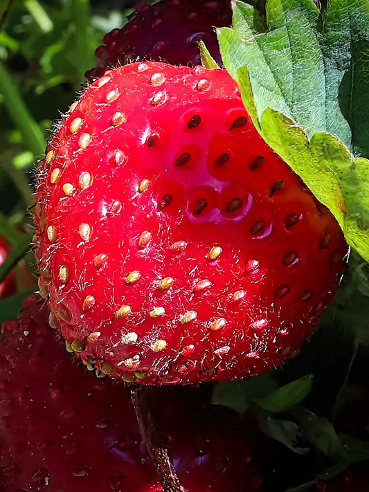 Bio Fragaria ananassa 'Framberry' - biologische frambozenaardbei | Bloemoloog.nl