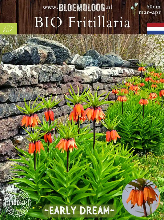 Bio Fritillaria 'Early Dream' oranjegele Keizerskroon | Bloemoloog