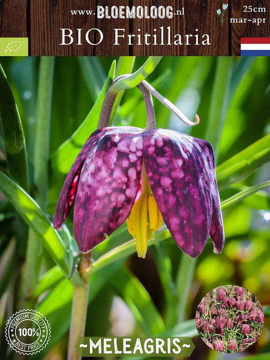 Bio Fritillaria 'Meleagris' - Biologisch gekweekte kievitsbloem | Bloemoloog