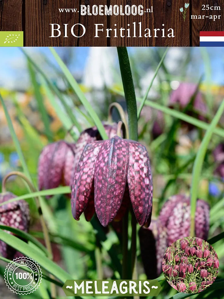 Bio Fritillaria 'Meleagris' - Biologisch gekweekte kievitsbloem | Bloemoloog