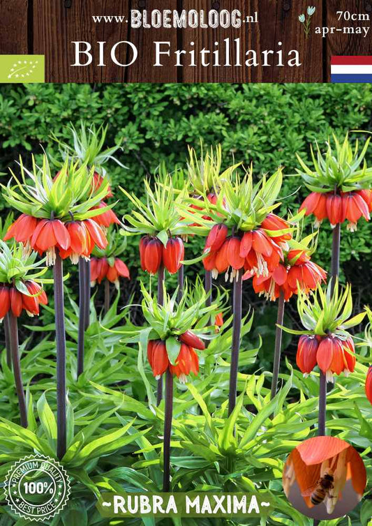 Bio Fritillaria 'Rubra Maxima' oranje rode keizerskroon stinzenplant biologische bloembollen