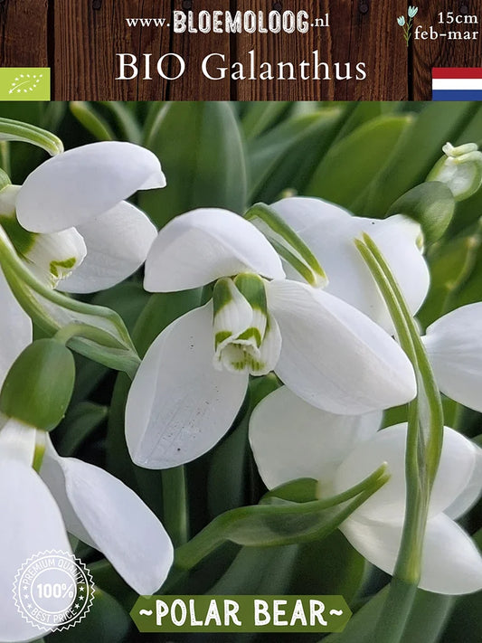 Bio Galanthus 'Polar Bear' - Breedbladig sneeuwklokje | Bloemoloog