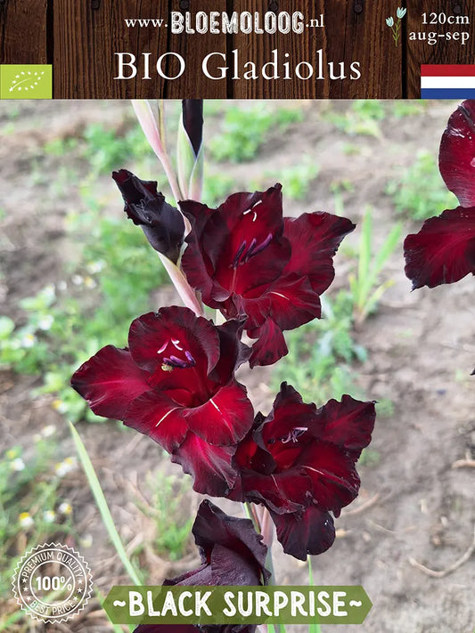 Bio Gladiolus 'Black Surprise' - biologische donkerrode gladiool | Bloemoloog.nl