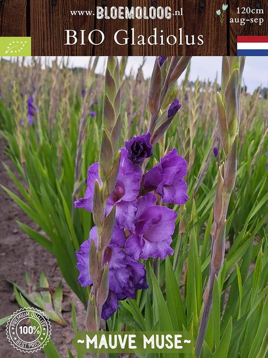 Bio Gladiolus 'Mauve Muse' - biologische paarse zwaardlelie Bloemoloog.nl