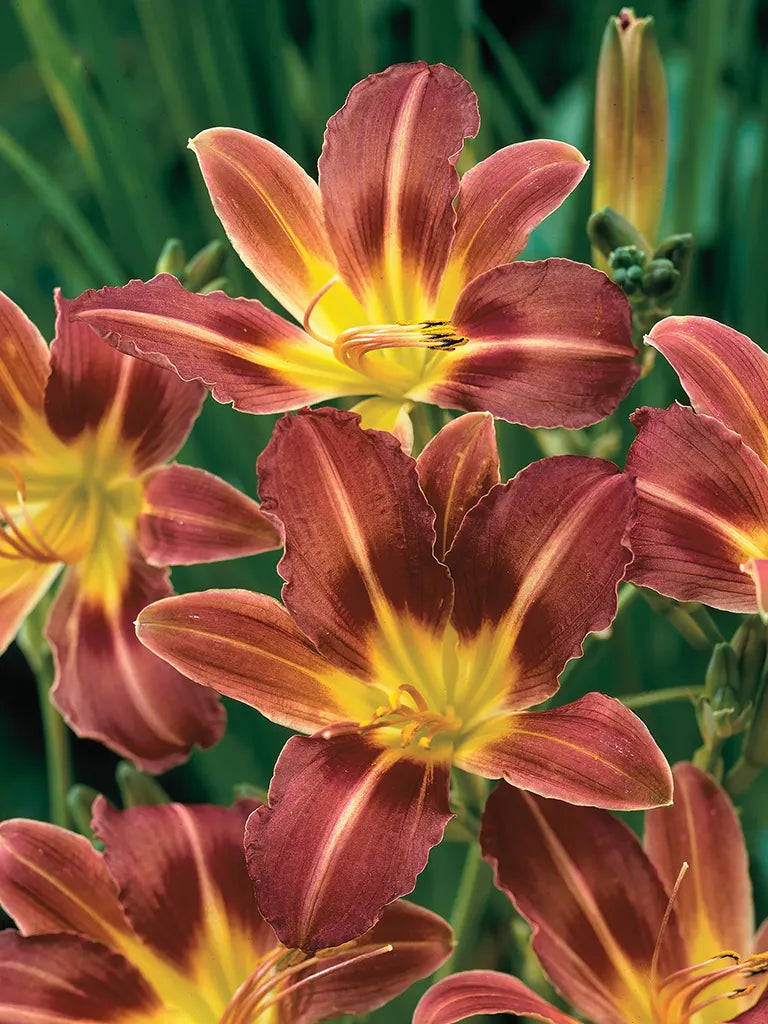 Bio Hemerocallis 'Purple Waters' - Rood-paarse daglelie zonder frame