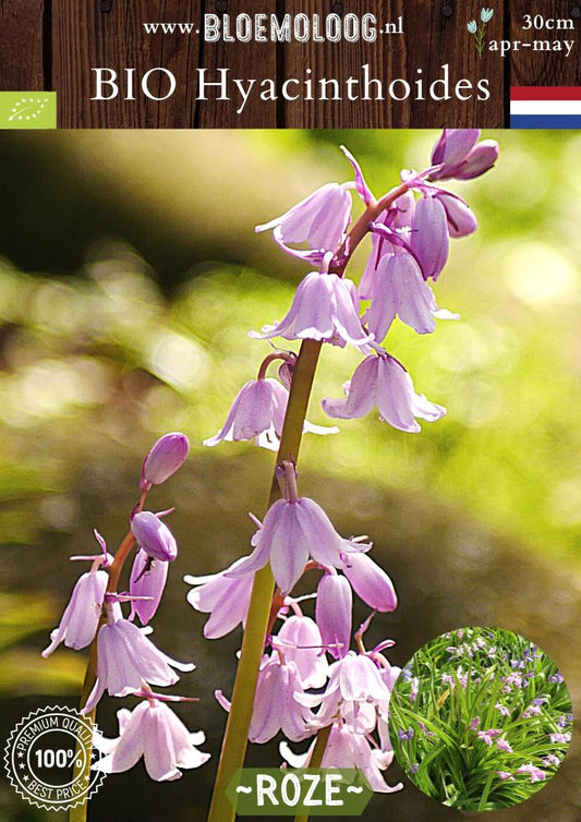 Bio Hyacinthoides Hispanica 'Rose Queen' biologische roze boshyacint Spaanse hyacint - Bloemoloog
