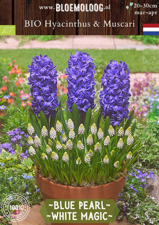 Bio Hyacinthus 'Blue Pearl' & Muscari 'White Magic' biologische blauwe hyacint witte druifjes - Bloemoloog