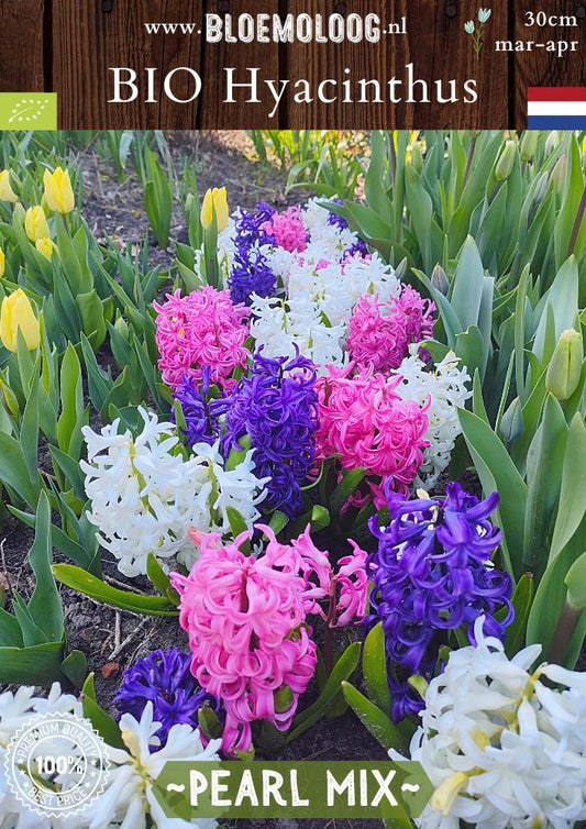 Bio Hyacinthus 'Pearl mix' biologische blauwe, roze en witte hyacinten blue pearl white pearl pink pearl - bloemoloog