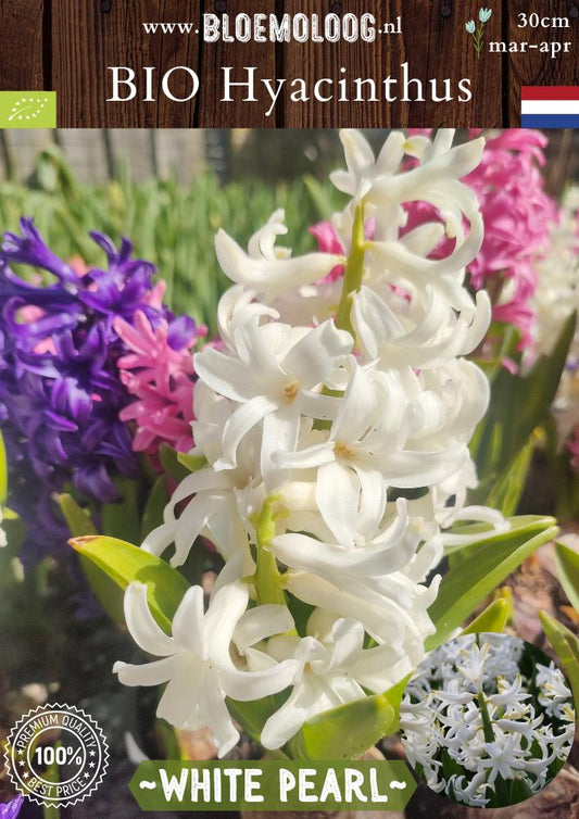 Bio Hyacinthus 'White Pearl' biologische witte hyacint - Bloemoloog