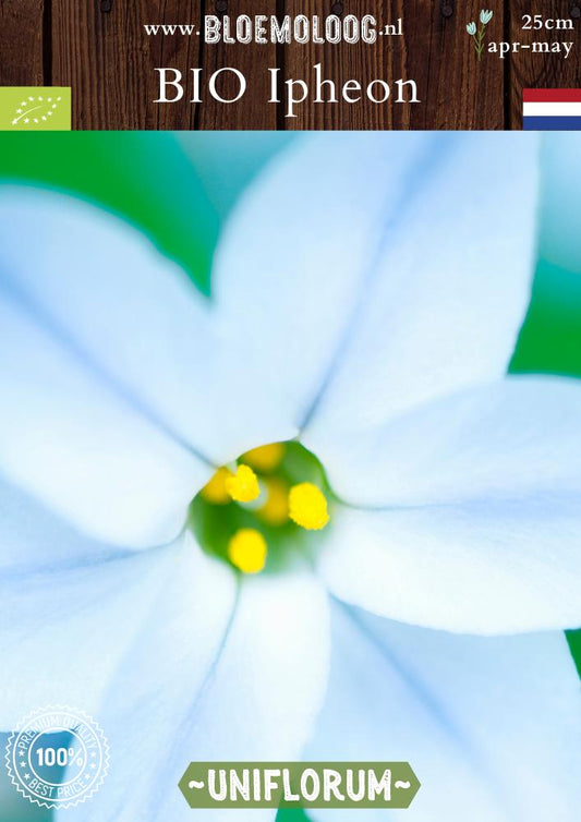 Bio Ipheon Uniflorum 'Whisley Blue' biologische lichtblauwe voorjaarster - Bloemoloog