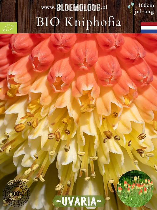 Bio Kniphofia uvaria 'Royal Castle' - biologische vuurpijl, fakkellelie | Bloemoloog