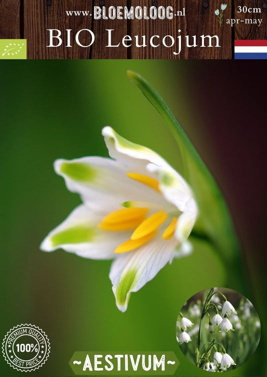 Bio Leucojum 'Aestivum Gravetye Giant' biologisch wit zomerklokje - Bloemoloog