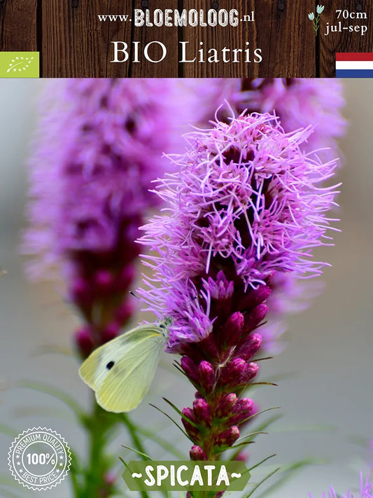 Bio Liatris 'Spicata' – Paarse bloem met opstaande aren, ook bekend als lampenpoetser of knopige slangenwortel.