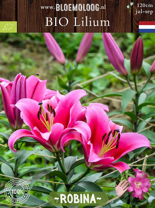 Bio Lilium 'Robina' - biologische roze OT Oriental Trumpet Lelie | Bloemoloog