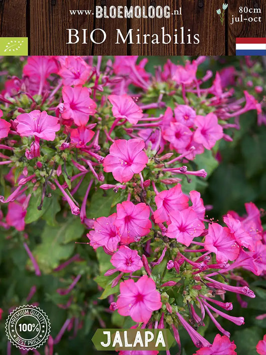 Bio Mirabilis jalapa - Biologisch gekweekte Wonderbloem | Bloemoloog.nl