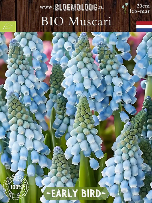 Bio Muscari 'Early Bird' - Lichtblauwe biologisch gekweekte druifhyacint | Bloemoloog