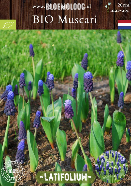 Bio Muscari 'Latifolium' biologische diepblauwe druifhyacint blauwe druifjes - Bloemoloog
