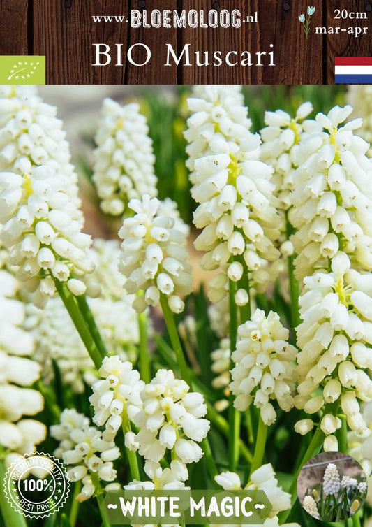 Bio Muscari 'White Magic' biologische witte druifjes druifhyacint - bloemoloog