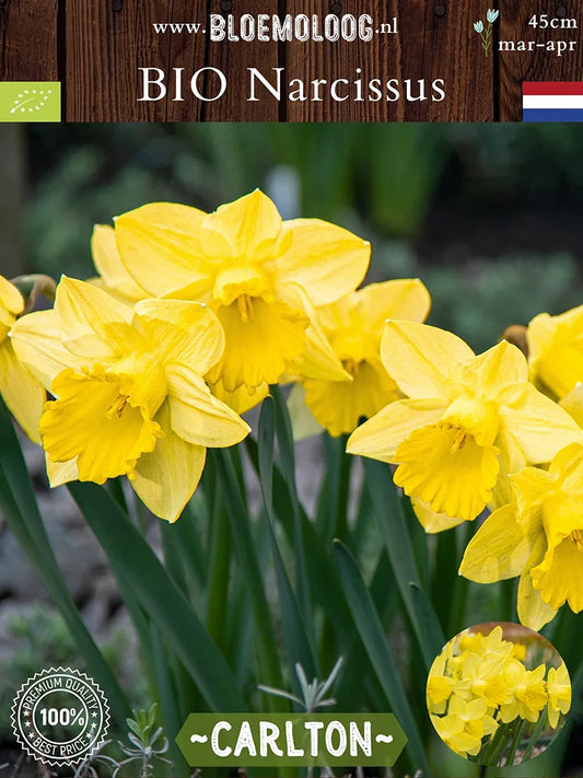 Bio Narcissus 'Carlton' - Biologische grootbloemige gele narcis | Bloemoloog