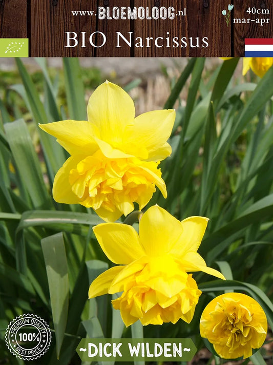 Bio Narcissus 'Dick Wilden' - Dubbelbloemige gele narcis | Bloemoloog