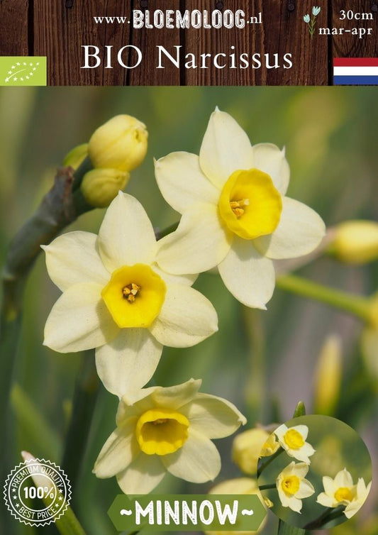 Bio Narcissus 'Minnow' botanische botergele narcis biologische bloembollen | Bloemoloog