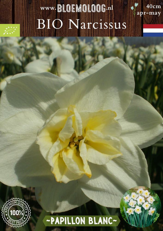 Bio Narcissus 'Papillon Blanc' biologische crèmekleurige narcis met vlinderhart Bloemoloog biologische bloembollen