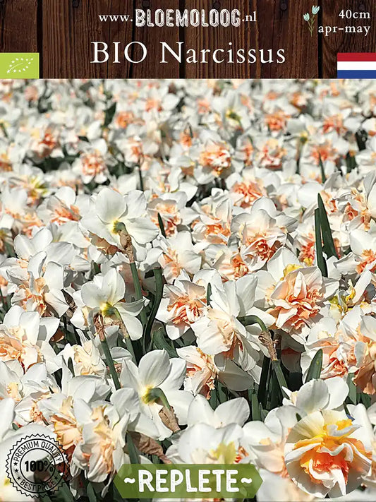 Bio Narcissus 'Replete' - dubbelbloemige witte narcis met een oranje hart | Bloemoloog