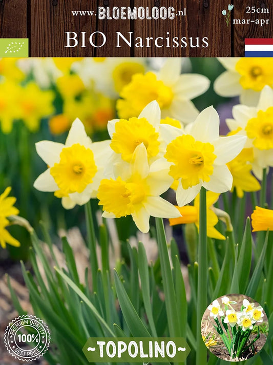 Bio Narcissus 'Topolino' - Biologische grootkronige dwergnarcis | Bloemoloog