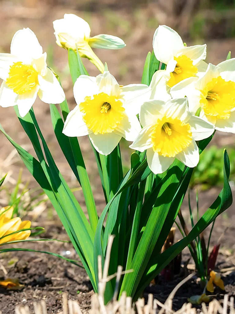 Bio Narcissus 'Topolino' - Biologische grootkronige dwergnarcis | Bloemoloog