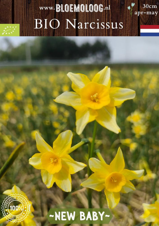 Bio Narcissus jonquilla 'New Baby' | 10 st.