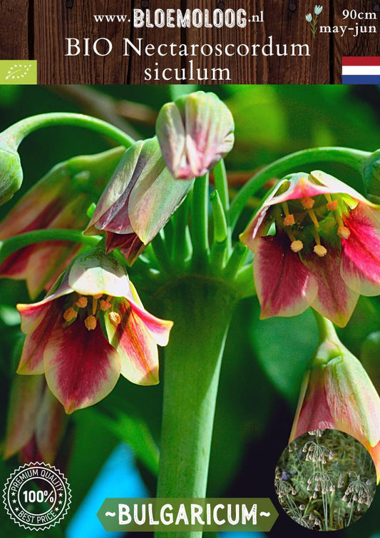 Bio Nectaroscordum siculum 'Bulgaricum' biologische bulgaarse ui siciliaanse honinglook - Bloemoloog